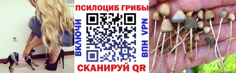 закладка  Кузнецк  Галлюциногенные грибы GOLDEN TEACHER 